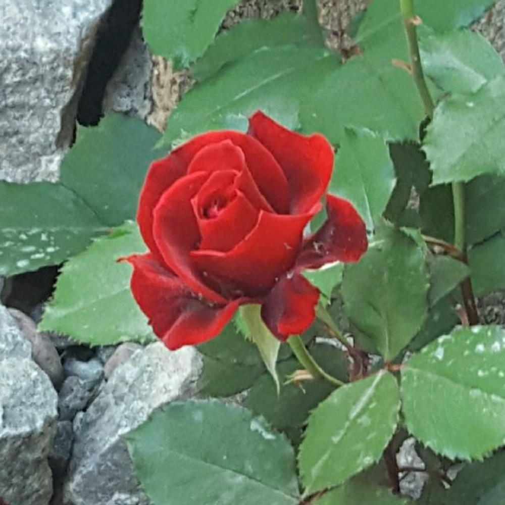 Meet your Posher, Rose